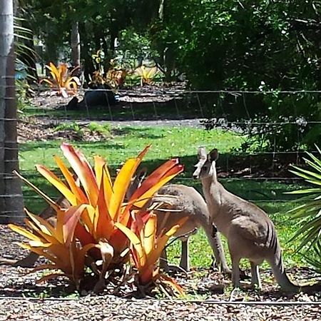 Bluegrass Bnb Bed & Breakfast Bundaberg Eksteriør bilde