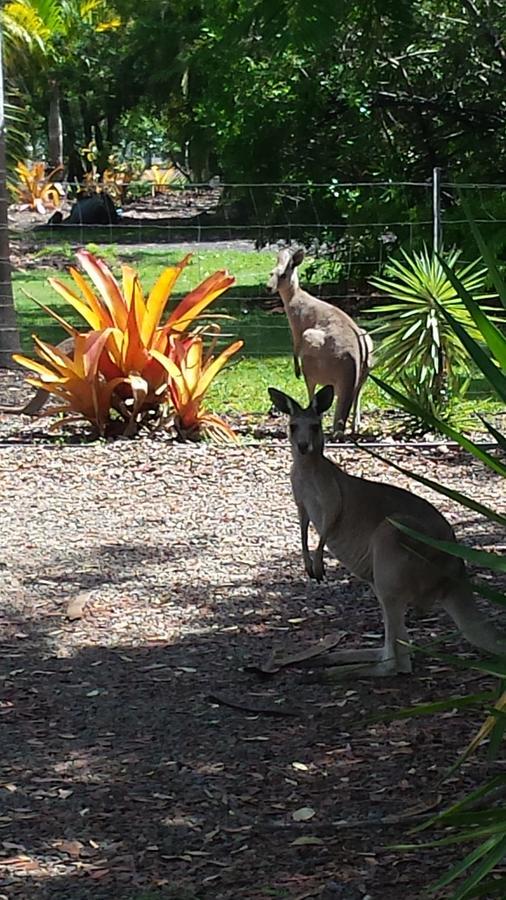 Bluegrass Bnb Bed & Breakfast Bundaberg Eksteriør bilde