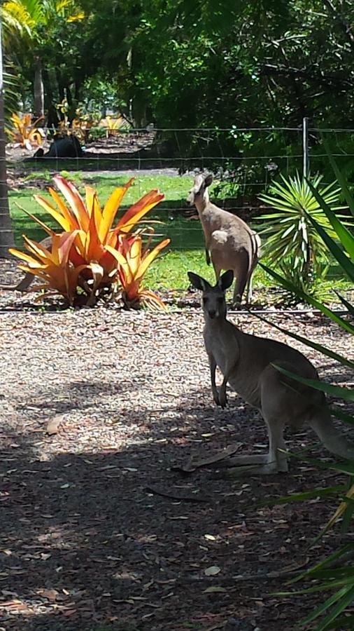 Bluegrass Bnb Bundaberg Eksteriør bilde