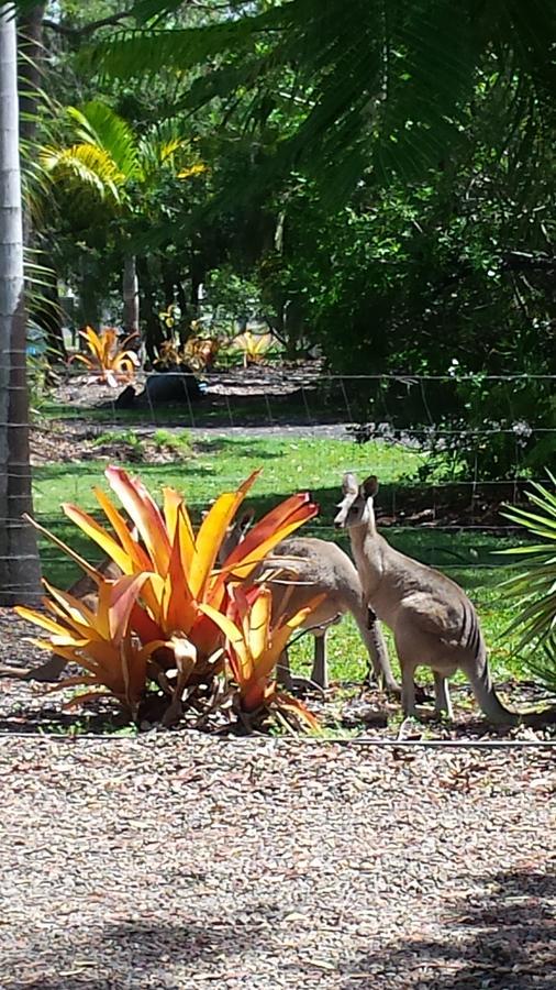 Bluegrass Bnb Bed & Breakfast Bundaberg Eksteriør bilde